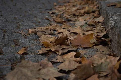 Autumn fallen maple leaf on cobblestone street. Melancholy, apathy, depression. 스톡 사진