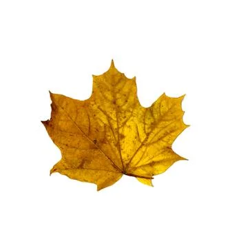 Autumn fallen maple leaf isolated on white background Foto stock