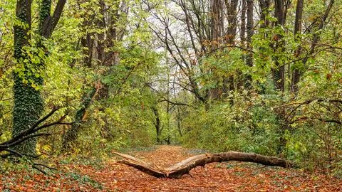 Autumn with a fallen tree on the path Stock Photos