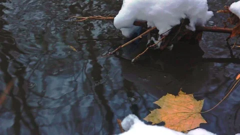 Autumn. A fallen yellow maple leaf in a stream and the first snow on the shore Stock Footage 98949147