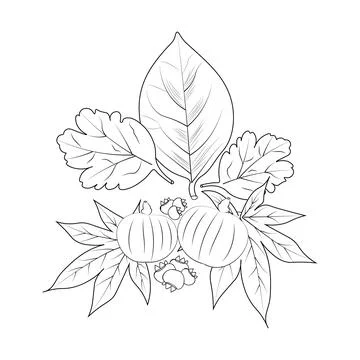 Autumn Falling is beautiful vector art, a coloring book and page Stock Illustration