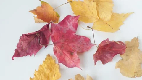 Autumn falling composition of colorful dry leaves Stock Footage 142398547