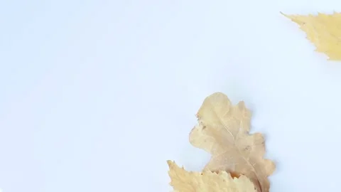 Autumn falling composition of falling colorful dry leaves Stock Footage 142399049