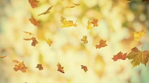 Autumn falling foliage 02 - looped 3d animated bacground v2 Stock Footage