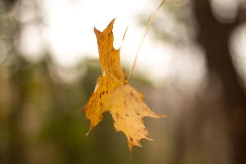 Autumn Falling Leaf Stock Photos