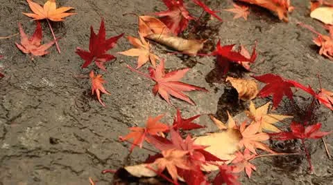 Autumn falling leaves. Stock Footage 8945519