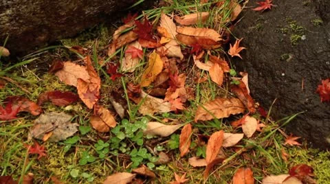 Autumn falling leaves. Stock Footage 8945531