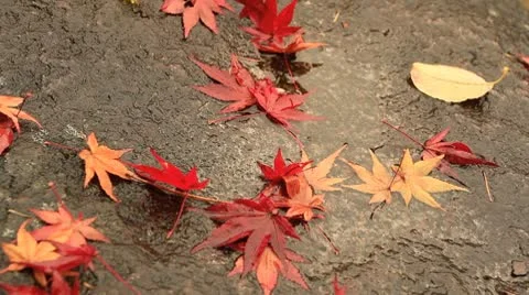 Autumn falling leaves. Stock Footage 8945542