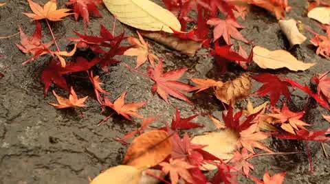 Autumn falling leaves. Stock Footage 8945543