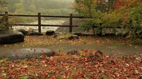 Autumn falling leaves. Stock Footage 8945555