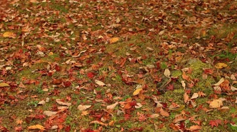 Autumn falling leaves. Stock Footage 8945564