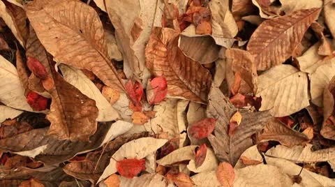 Autumn falling leaves. Stock Footage 8961789