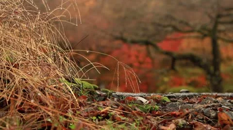 Autumn falling leaves. Stock Footage 8961799