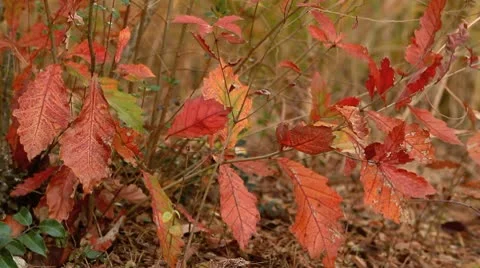 Autumn falling leaves. Stock Footage 10679907