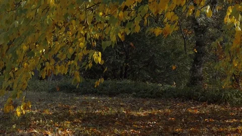 Autumn falling leaves Video stock 83686377