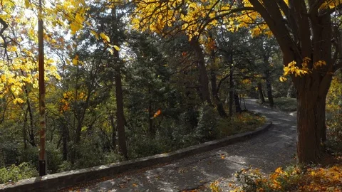 Autumn falling leaves Stock Footage 83686497