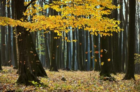 Autumn Falling Leaves in Forest Stock Photos