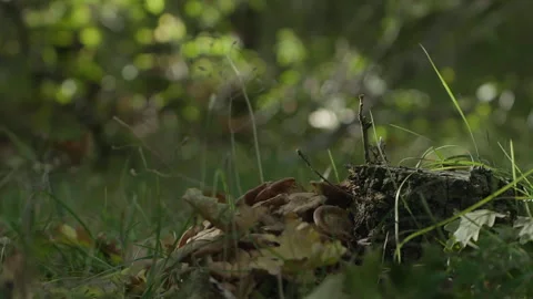 Autumn Falling Leaves on the grass Stock Footage 240900194
