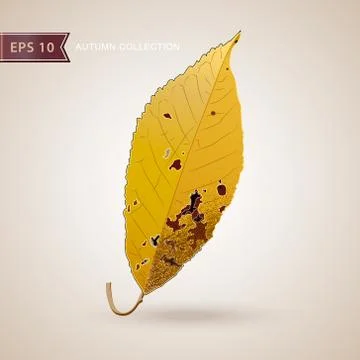 Autumn falling leaves. Leaf fall. Vector illustration. Stock Illustration
