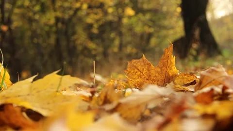 Autumn falling leaves in the park. Stock Footage 155243517