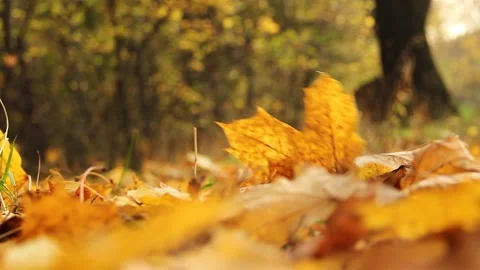 Autumn falling leaves in the park. Stock-Footage 155243524
