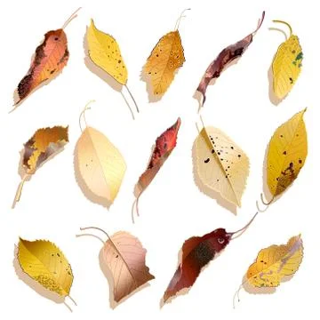 Autumn falling leaves set. Vector illustration. Stock Illustration