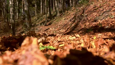 Autumn, falling leaves surrounded by forest Stock-Footage 97821072