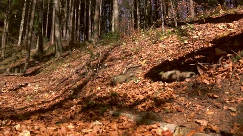 Autumn, falling leaves surrounded by forest Stock Footage 97821129
