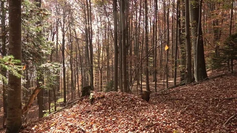 Autumn, falling leaves surrounded by forest Stock-Footage 97824140
