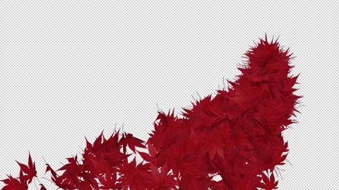 Autumn Falling Maple Leaves Video stock 161557111