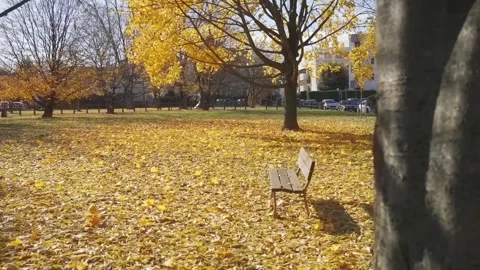 Autumn falls Stock Footage 274034749