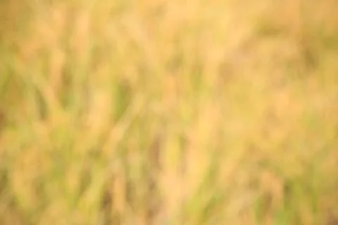 Autumn field blurred background Foto stock