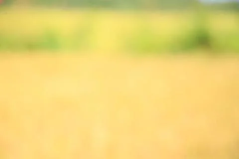 Autumn field blurred background Stock Photos