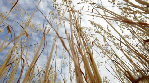 Autumn field corn Stock Footage 37598615