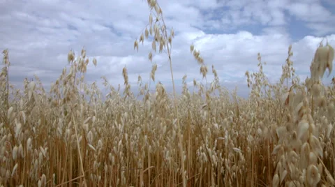 Autumn field corn Stock Footage 37598619