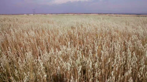 Autumn field corn Stock Footage 37598645