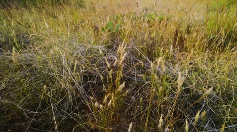 Autumn field 動画素材 45866820