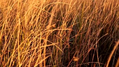 Autumn Field Stock Footage 82250039