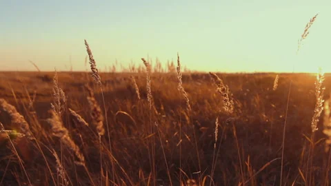 Autumn field Stock Footage 91686596