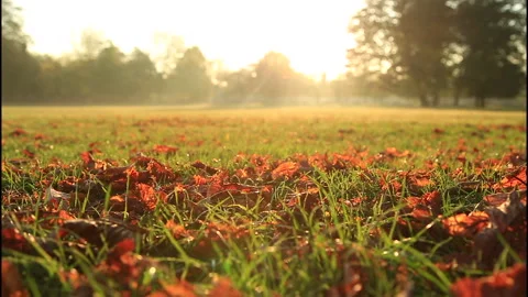 Autumn field Stock Footage 132421776