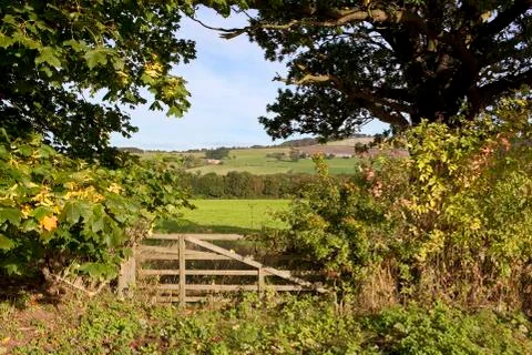 Autumn field gate Stock Photos