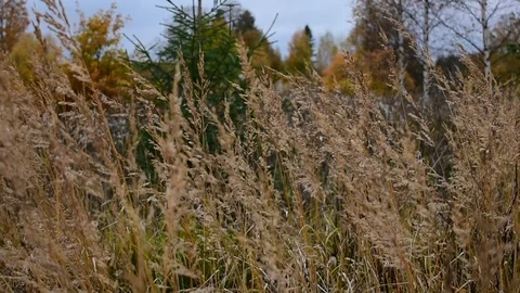 Autumn, field grass in the wind Stock Footage 117417297