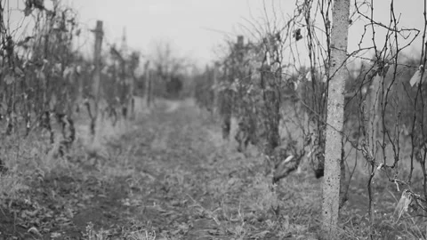 Autumn field landscape with empty vines in black and white Vídeos de archivo 164292984