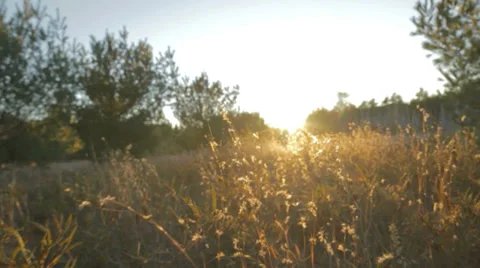 Autumn field sunset Stock Footage 28701246