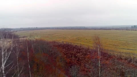 Autumn fields with quadcopter, flying drone Video stock 225401218