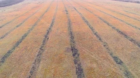Autumn fields with quadcopter, flying drone Stock Footage 225401356