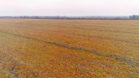 Autumn fields with quadcopter, flying drone Stock Footage 225401678