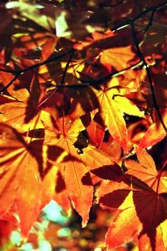 Autumn filter Stock Photos