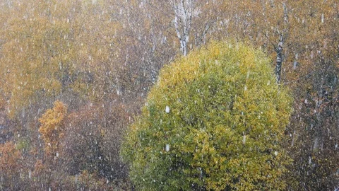 Autumn. first snow Stock Footage 117652636