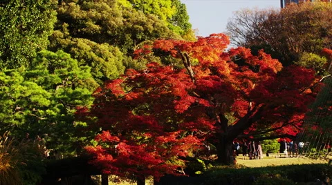Autumn Flame Maple Tree with amongst other Trees in the Park Video stock 51928473